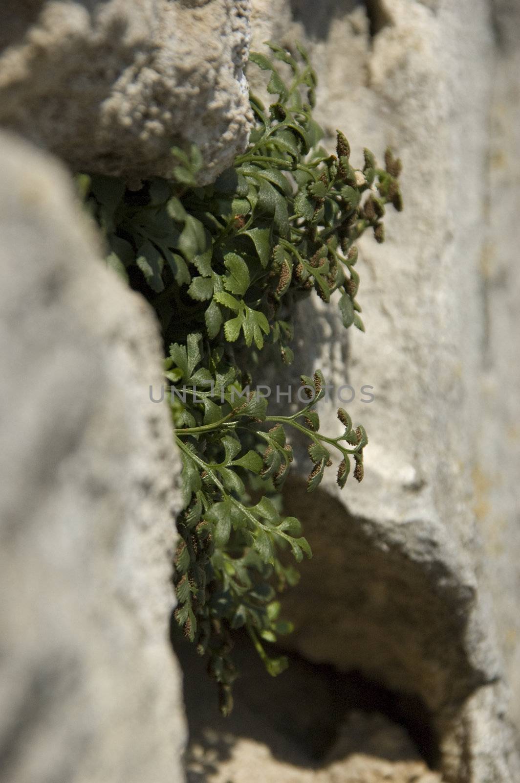 some plant growing on old medieval wall