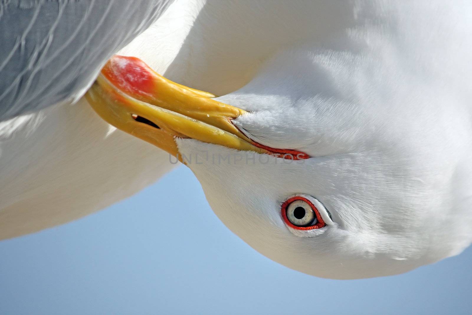 Close up view of the head of a seagull bird making feather treatment.