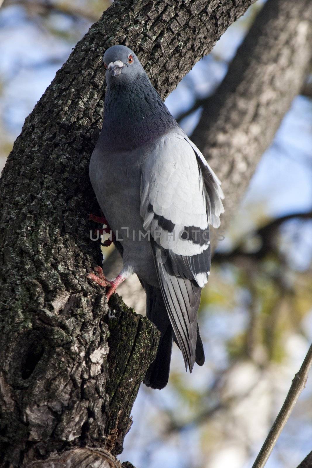 View of a urban pigeon bird on top of a tree.
