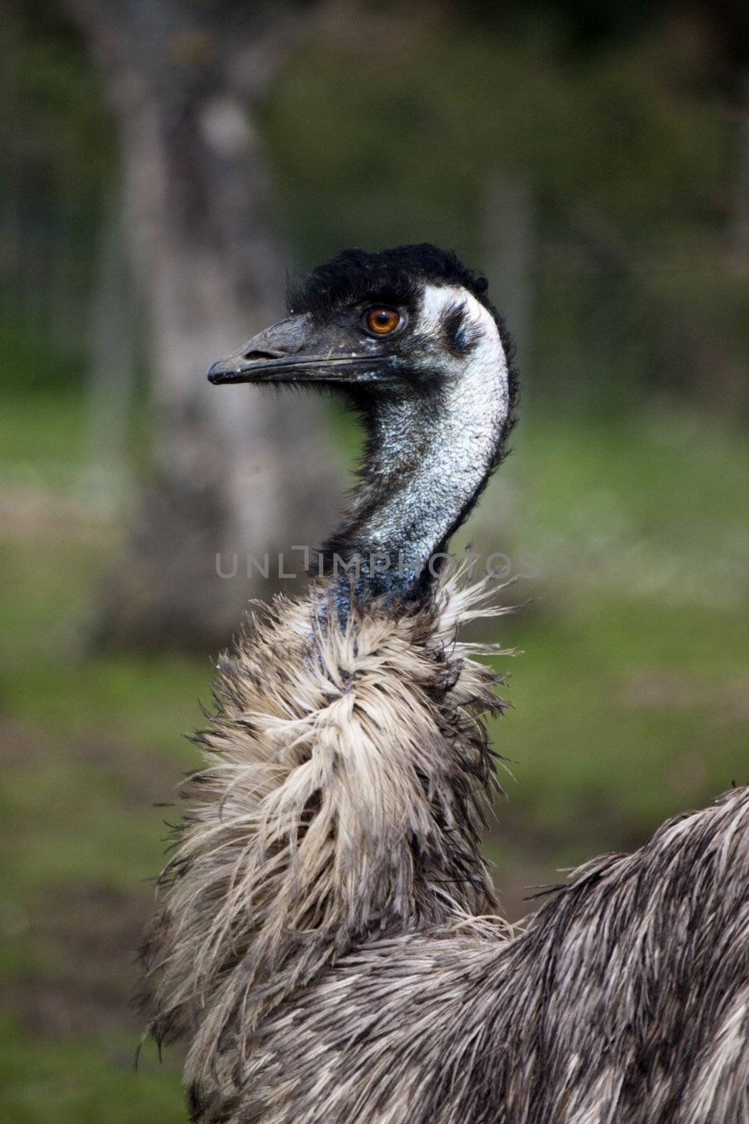View of a portrait of a curious ostrich.
