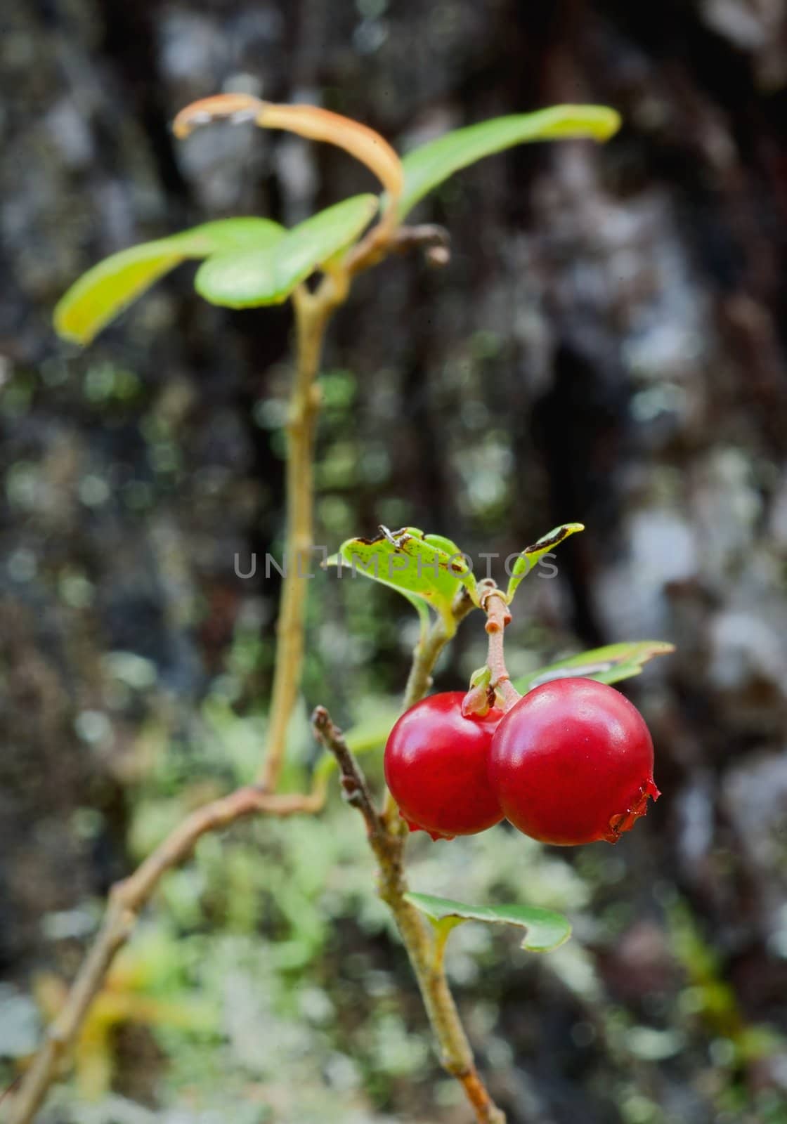 Cowberry. A cowberry on a green vegetative background in wood.
