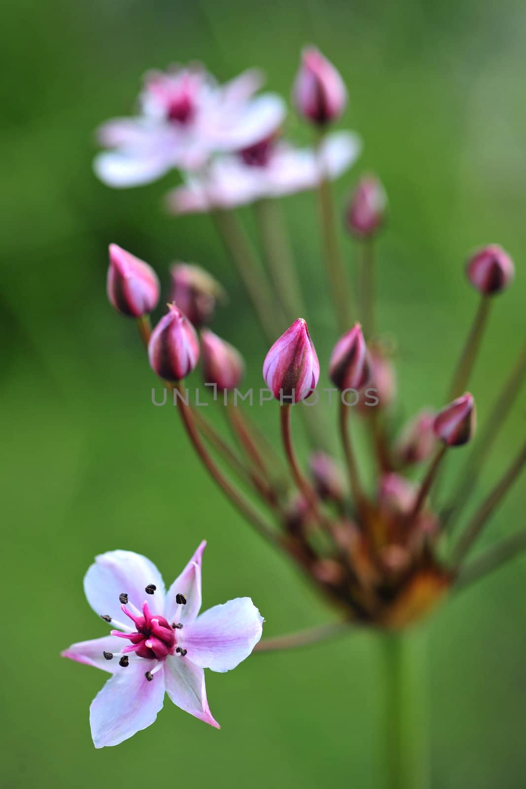 Flowering rush by SURZ