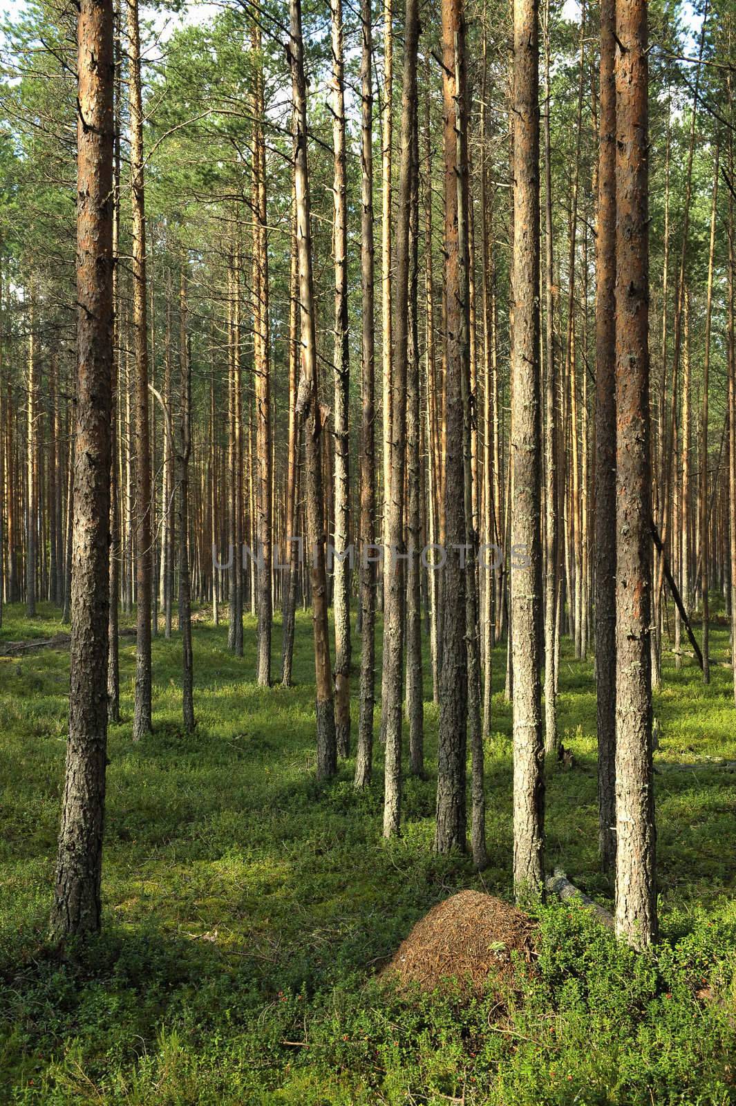 Ant hill. An ant hill in pine wood.