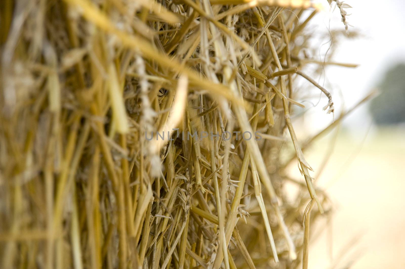 gold and blue are colours of agriculture