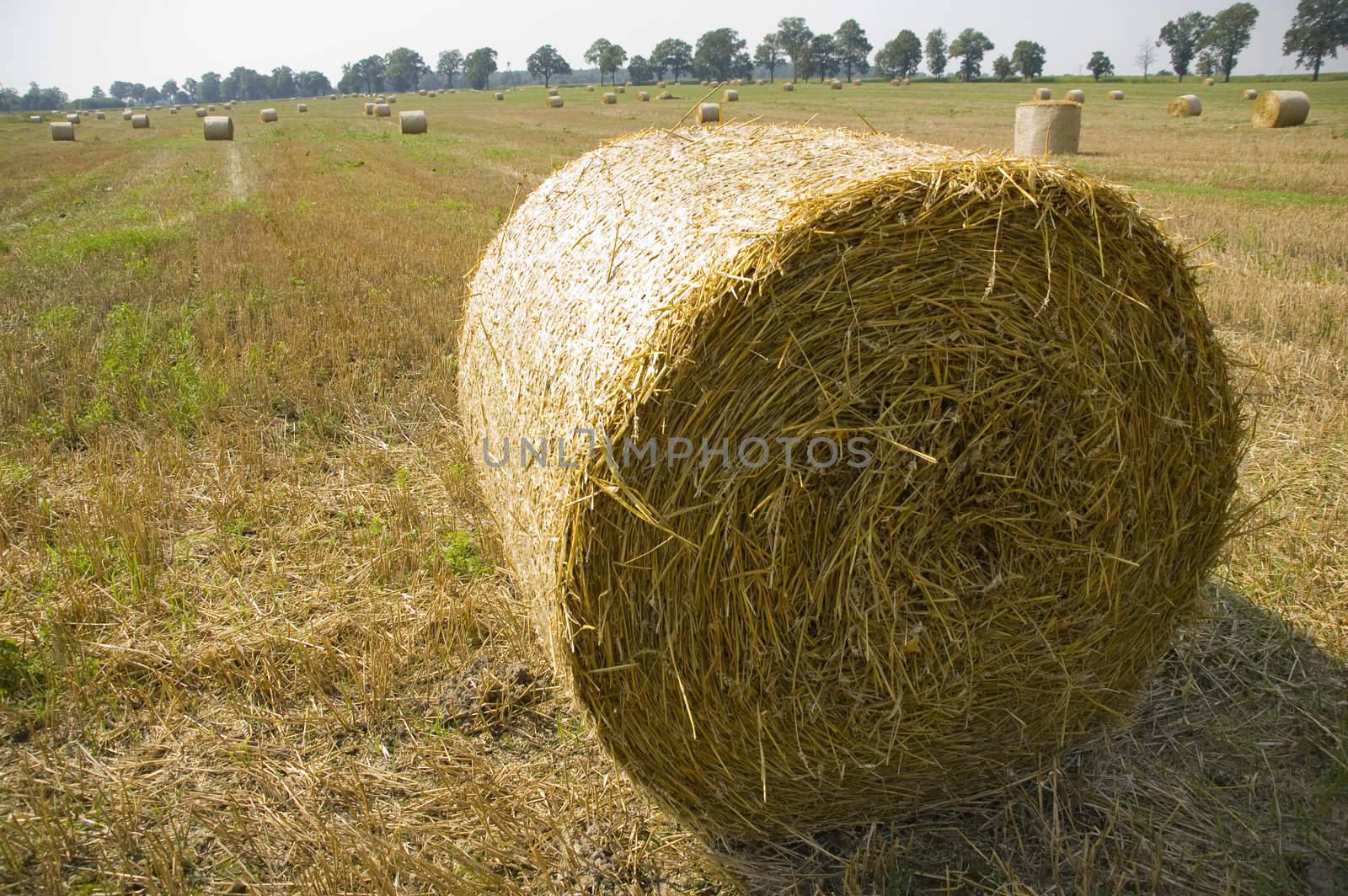 gold and blue are colours of agriculture