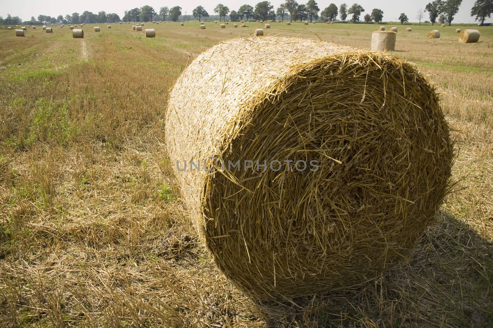 gold and blue are colours of agriculture