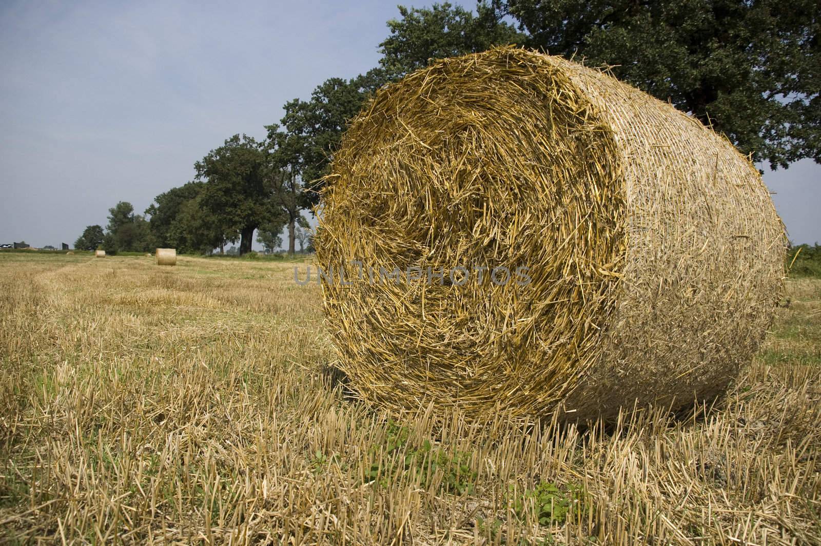 gold and blue are colours of agriculture