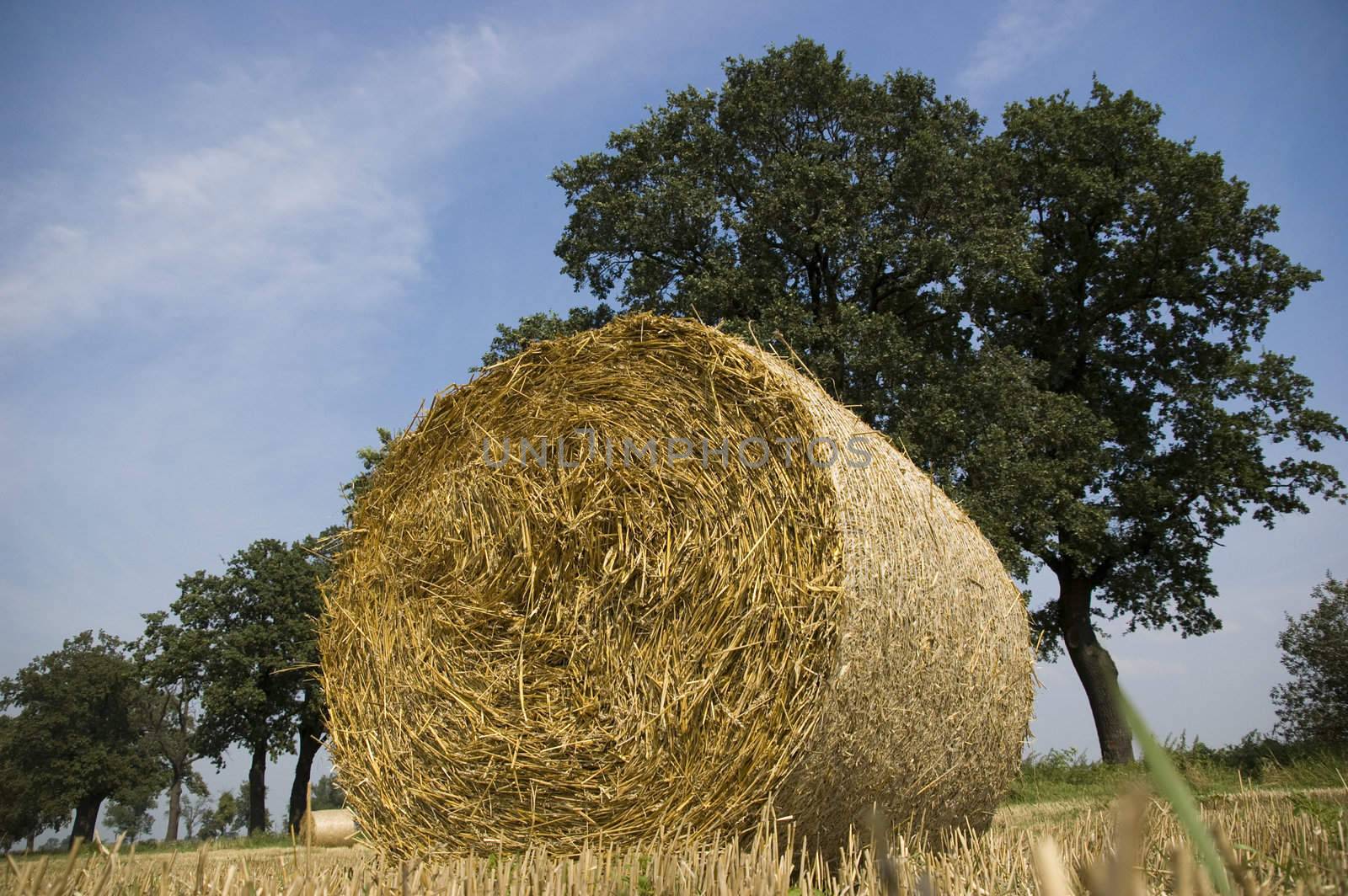 gold and blue are colours of agriculture