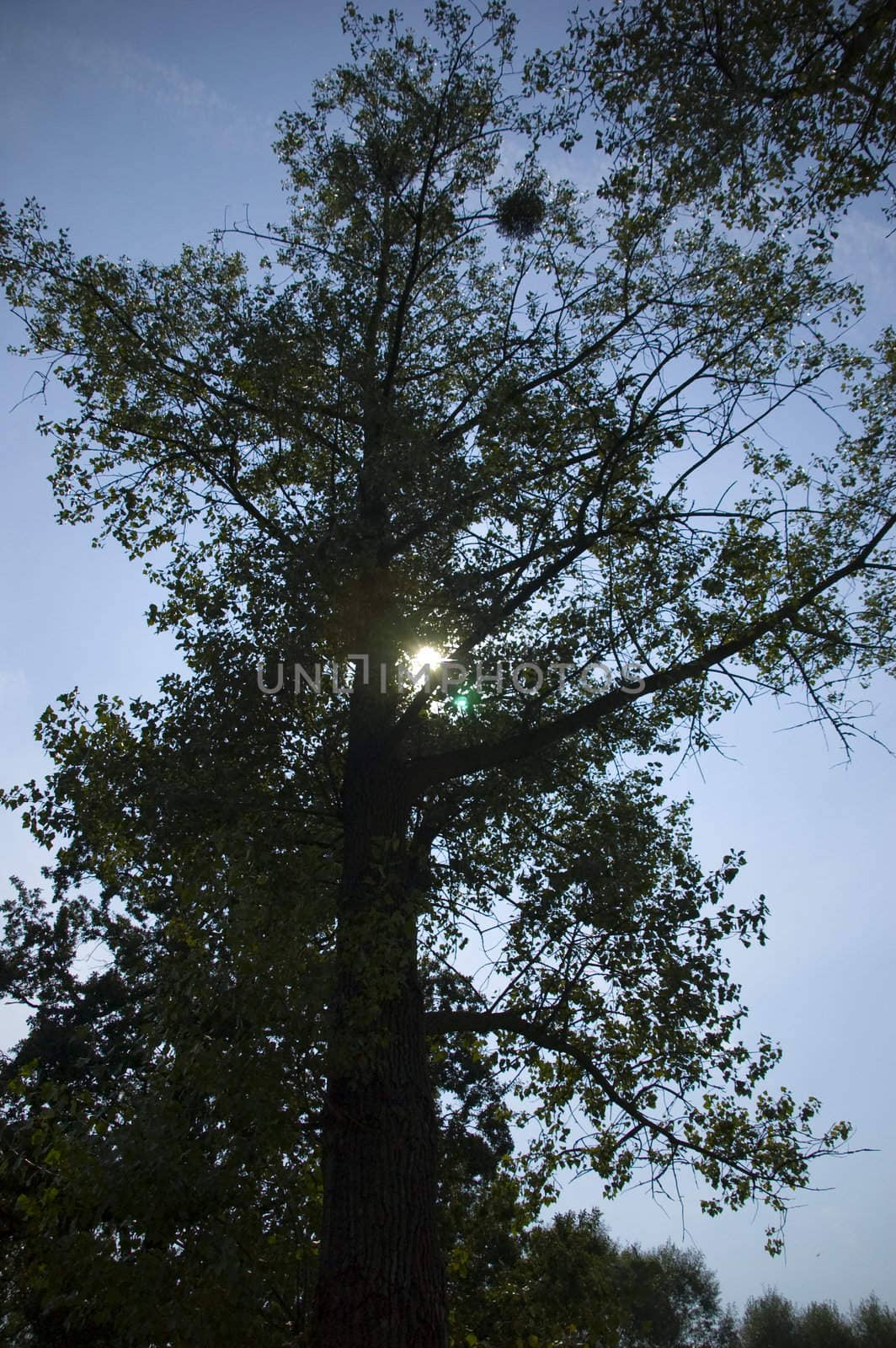 sun on blue sky hiding behind tree
