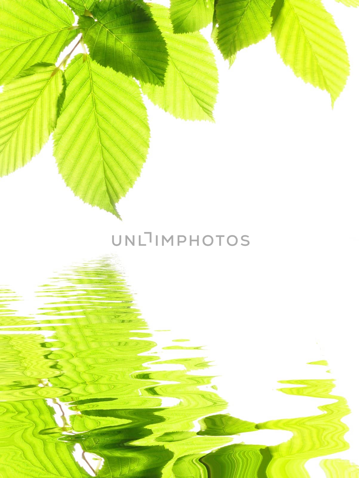 green summer leaves by gunnar3000