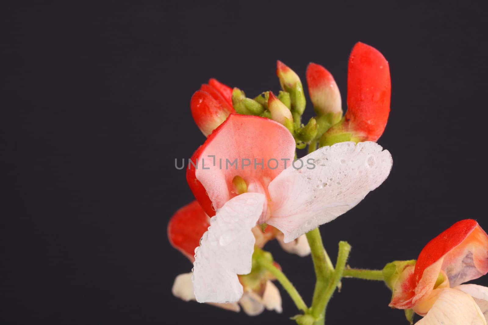 dwarf bean flower