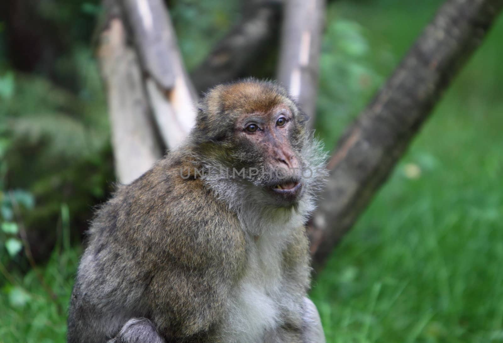barbary Macaque