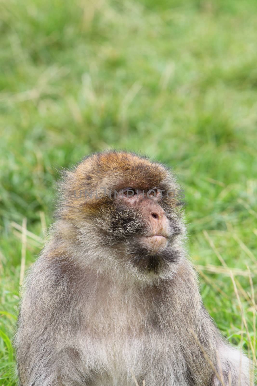 Barbary macaque