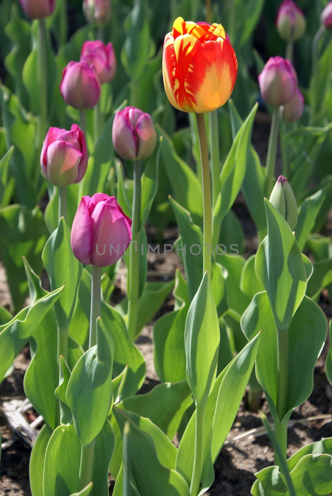 A single tulip stands out from the rest of all the others.