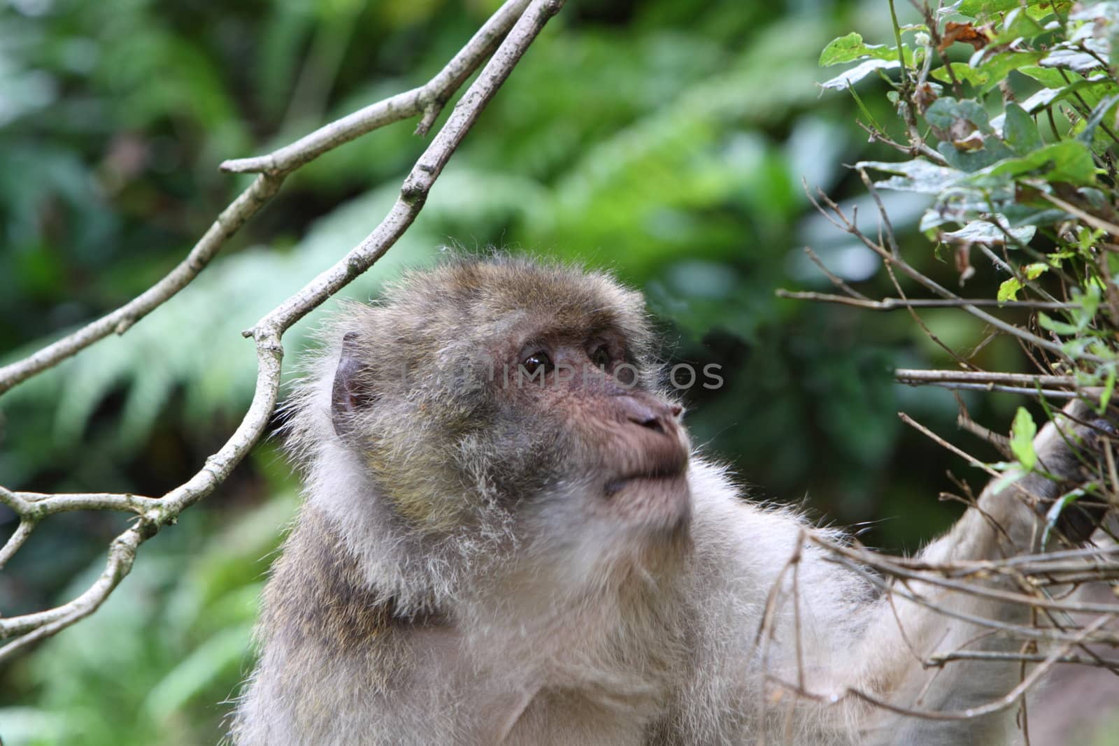 Barbary macaque