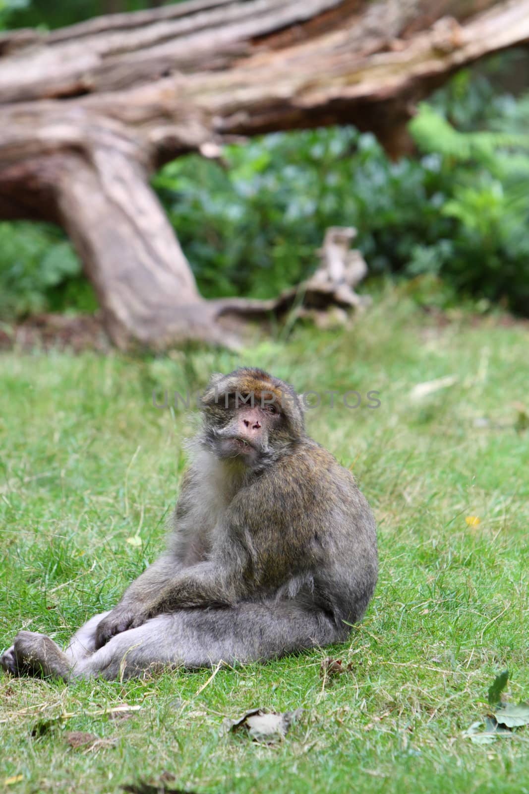 Barbary macaque