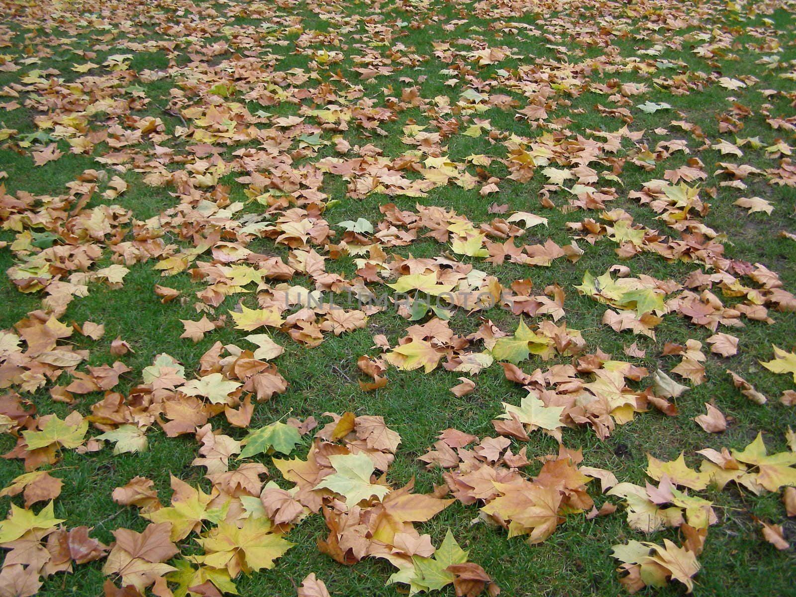 autumn or fall leaves background