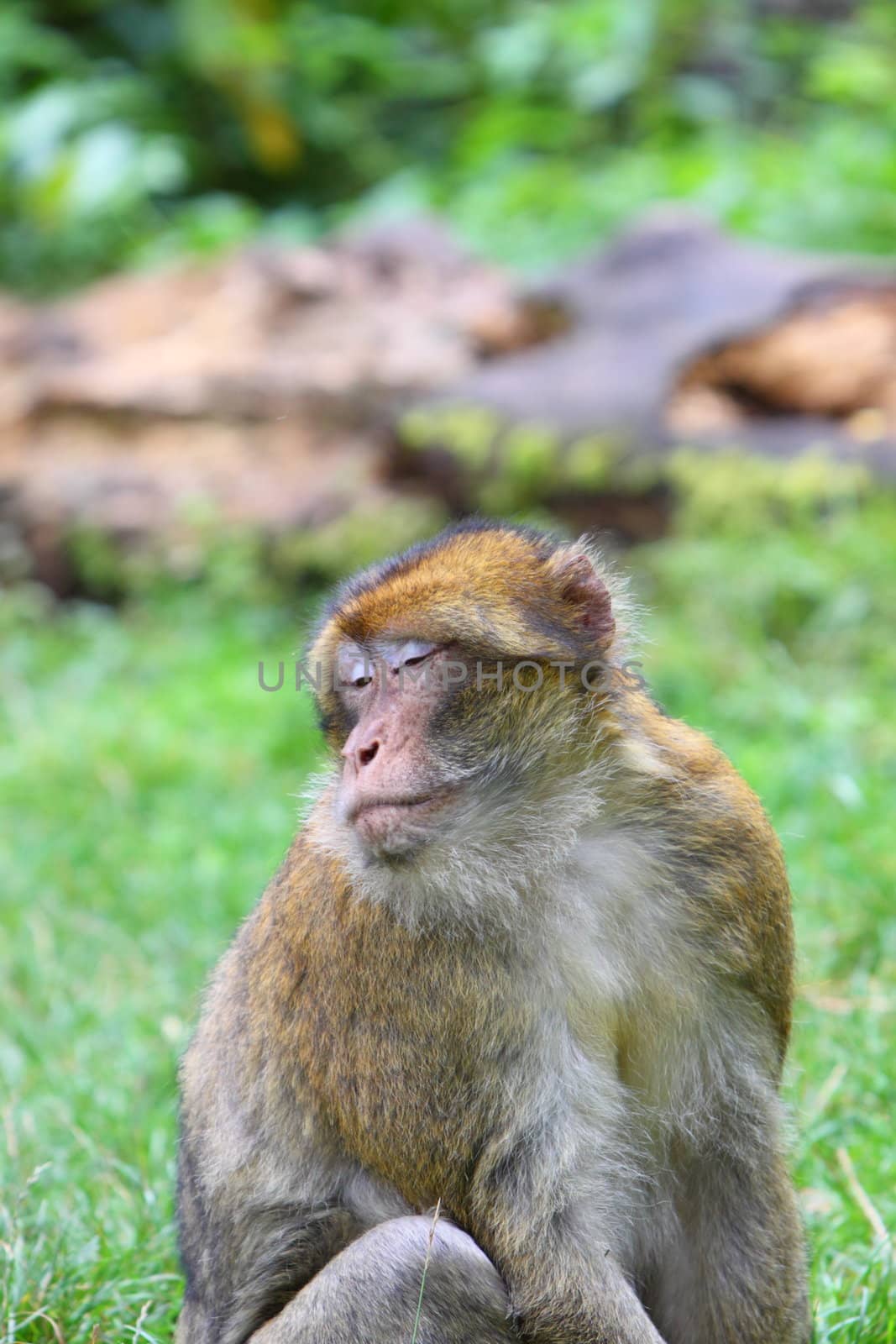 Barbary macaque