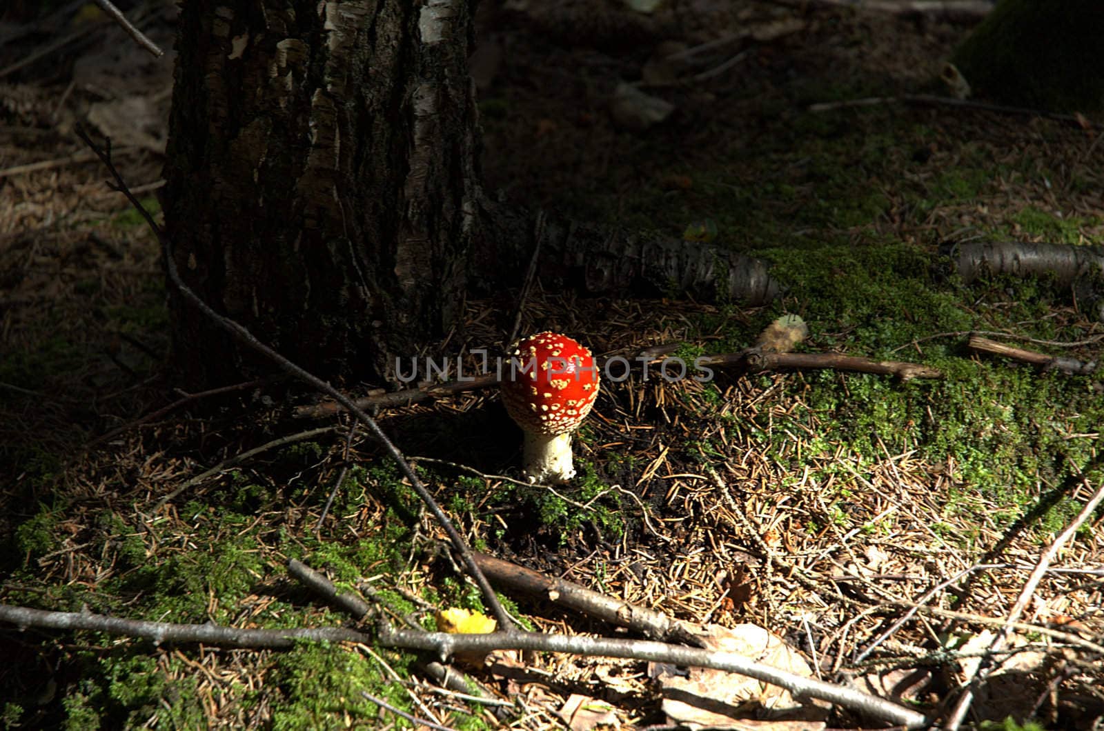 Young fly agaric mushroom next to tree in sunlit forest