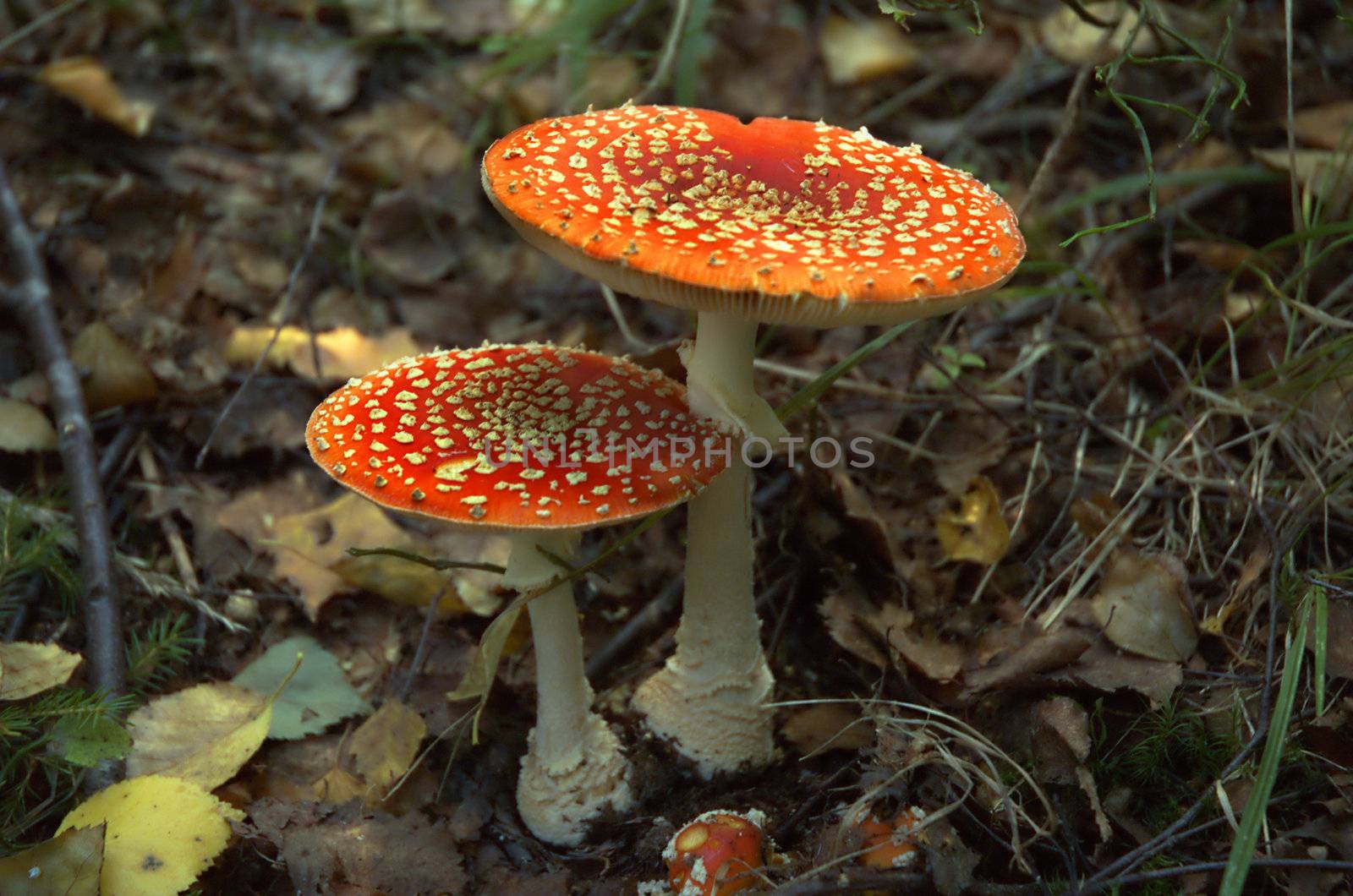 Big and smaller fly agaric mushrooms on autumn forest bed