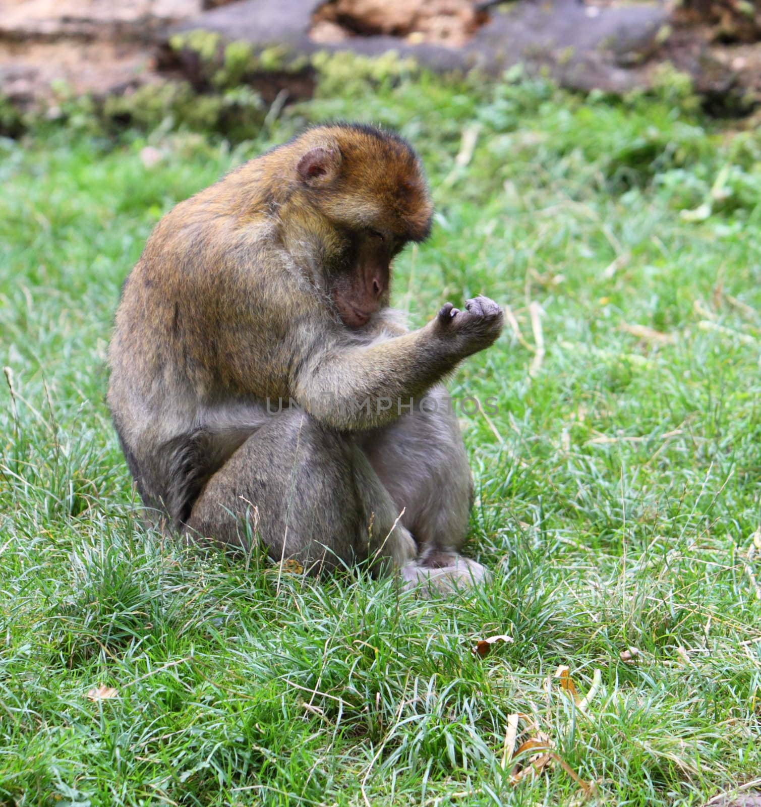 Barbary macaque