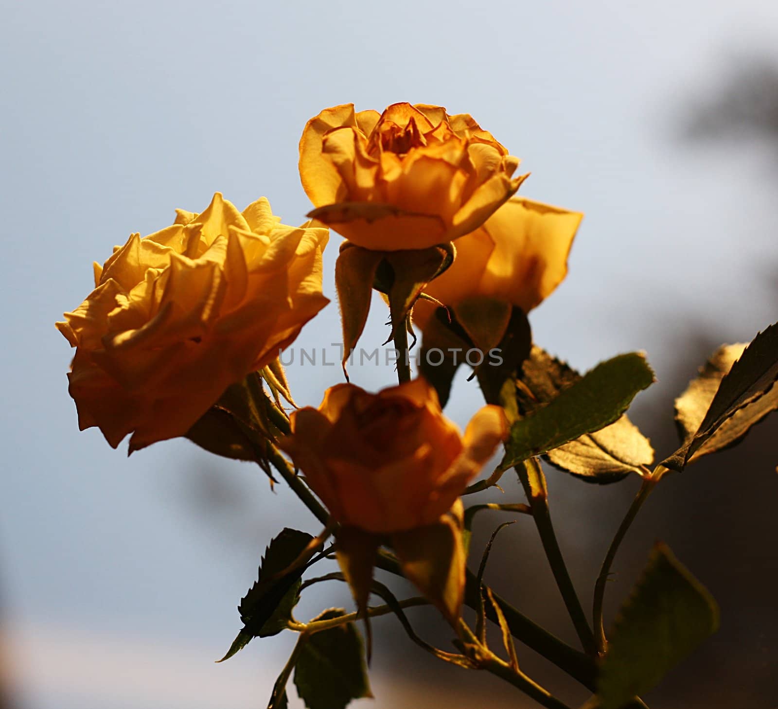 Four yellow roses illuminated by the evening sun