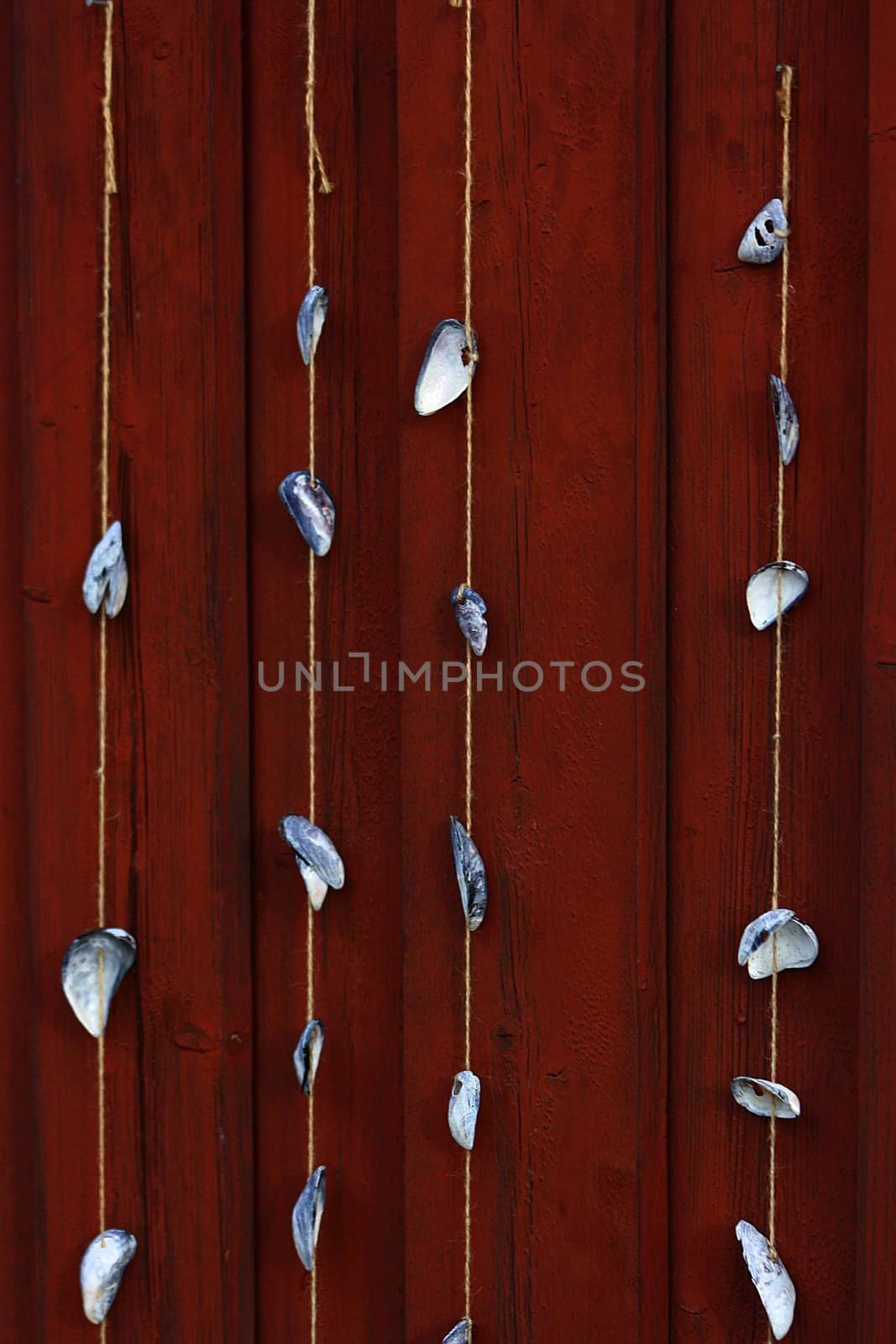 Mussels on a string by sundaune