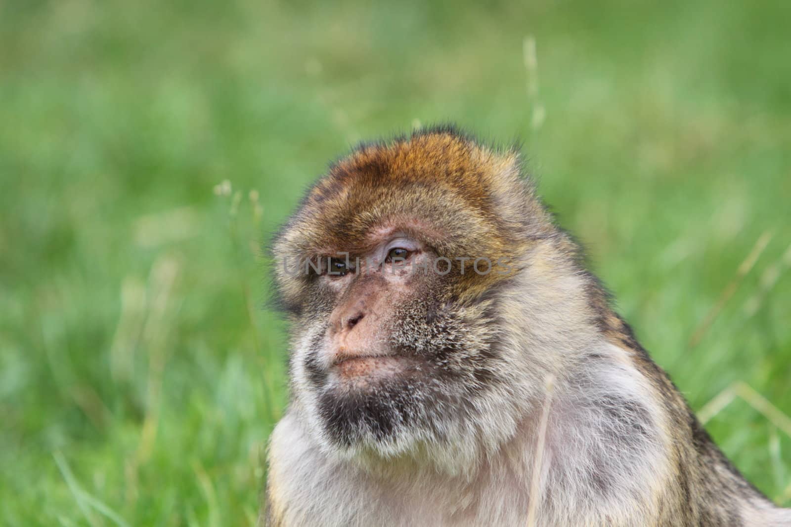 Barbary macaque