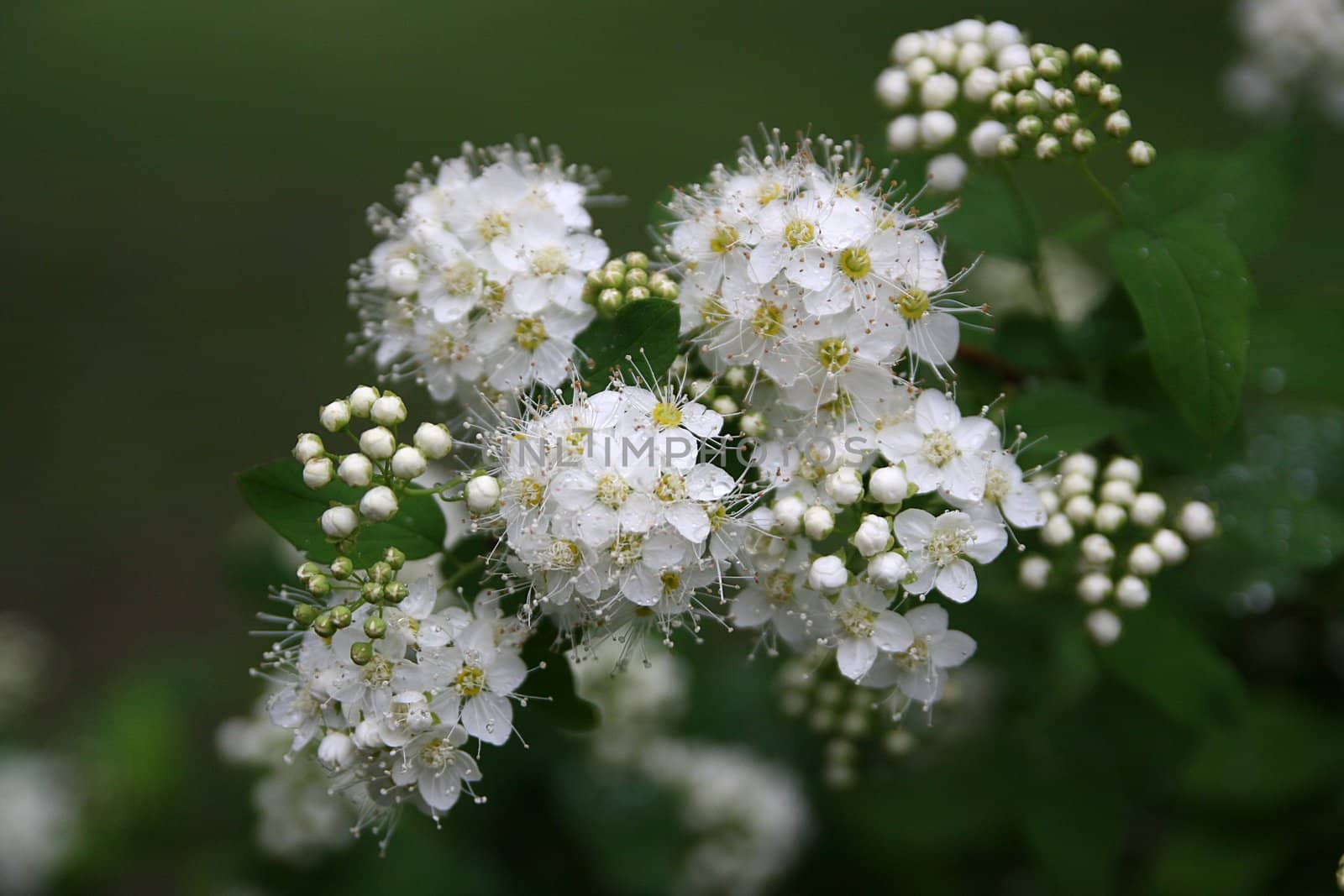 Group of white flowers and flower buds