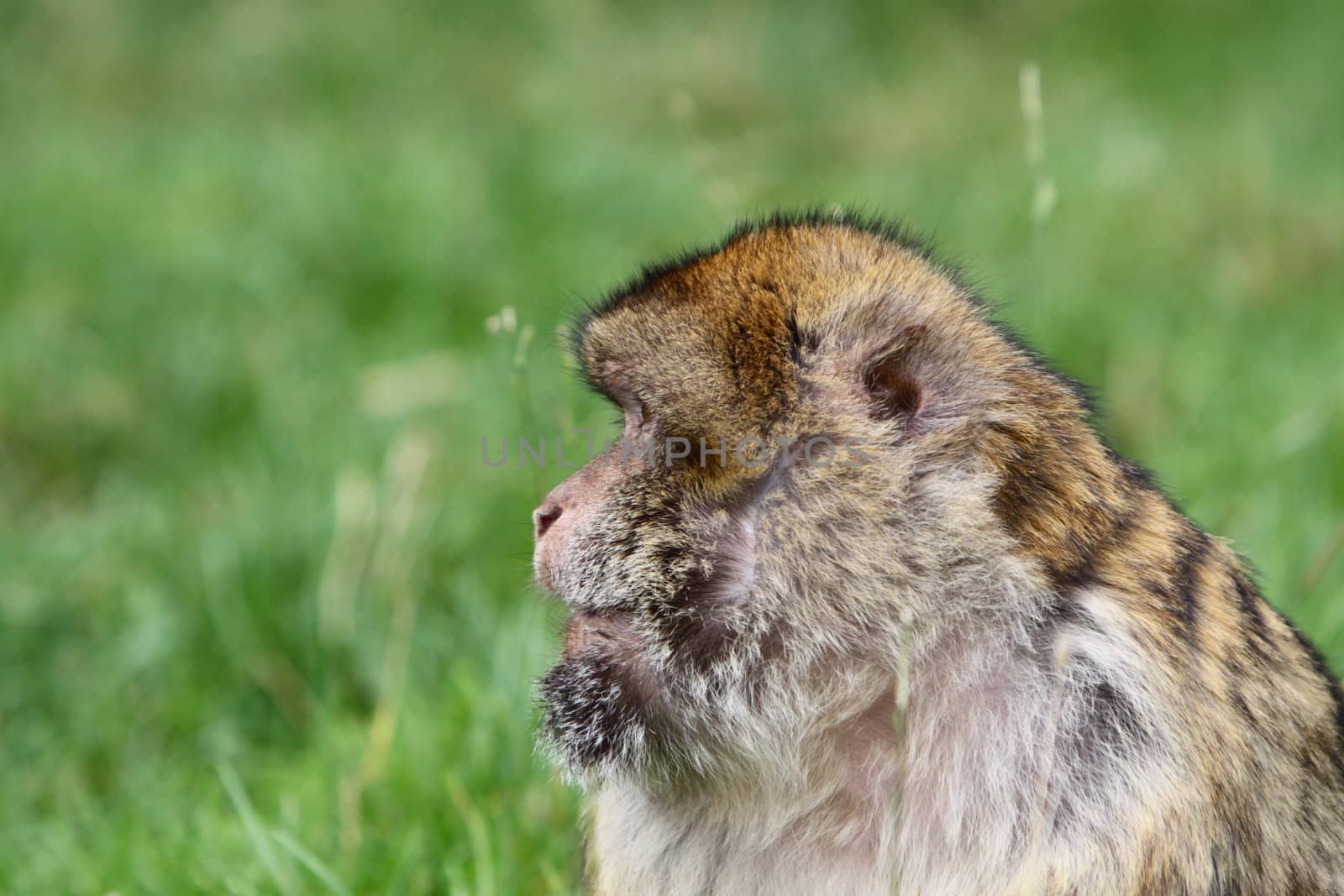 Barbary macaque