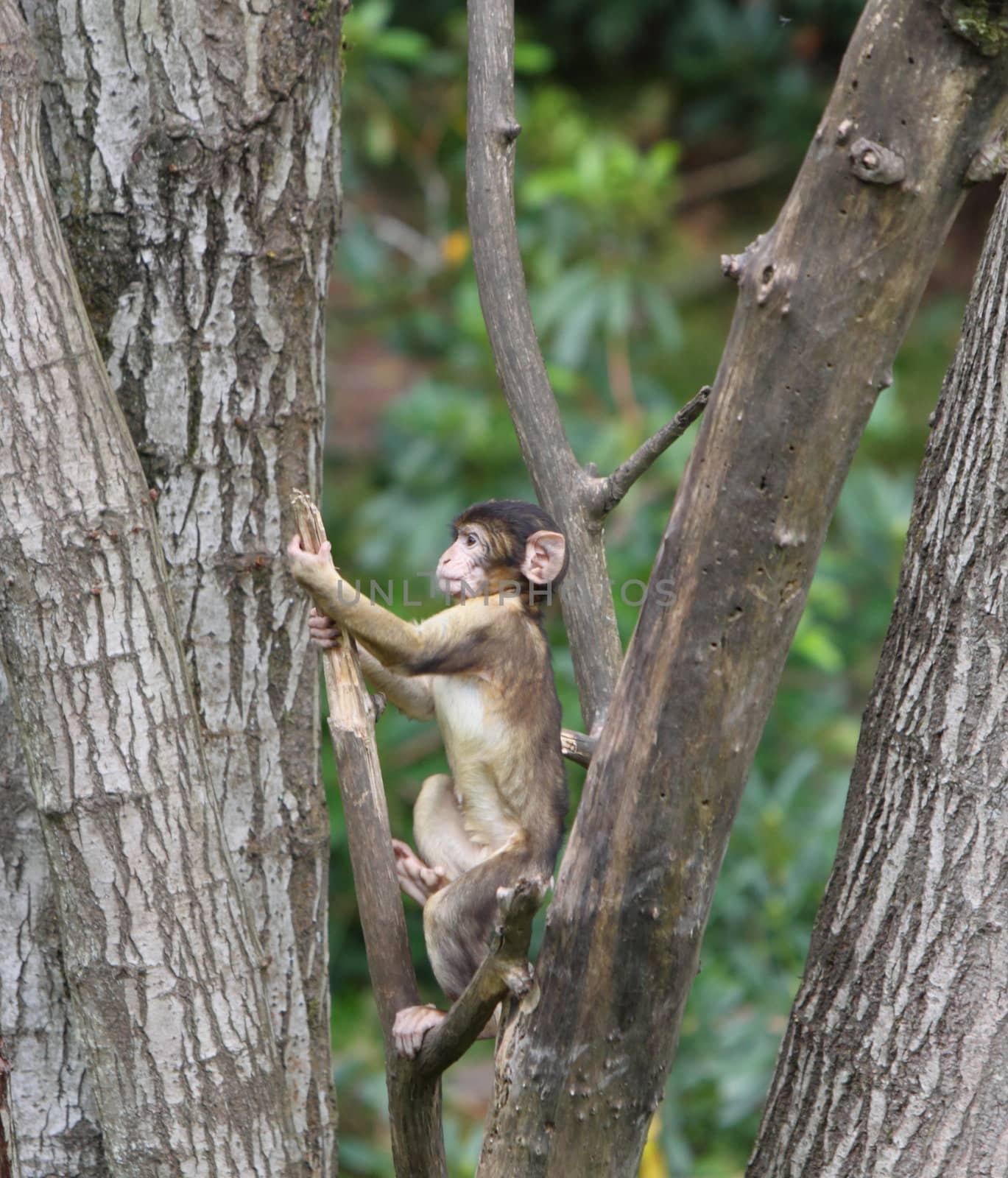 Barbary macaque