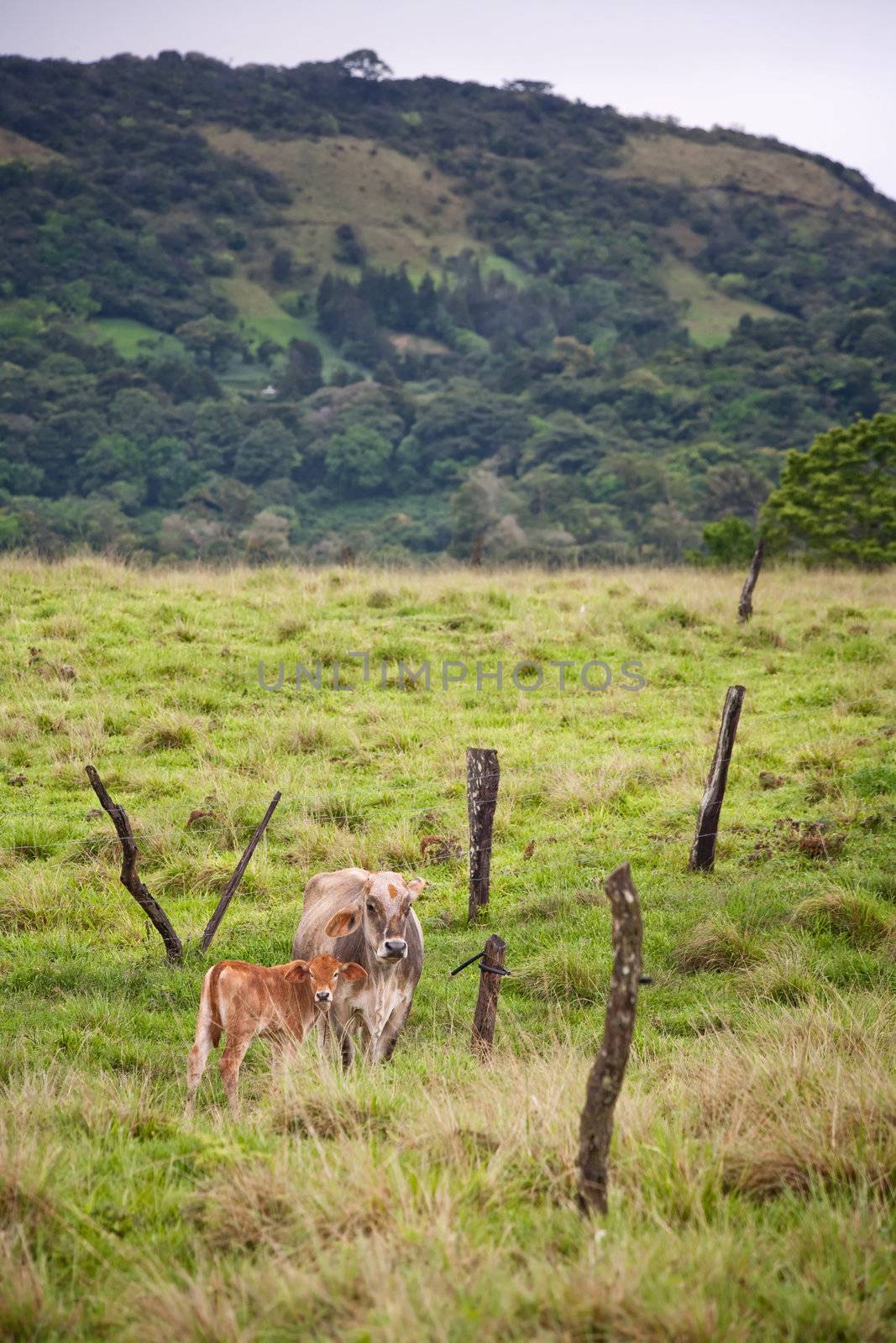 Costa Rican cows by Creatista