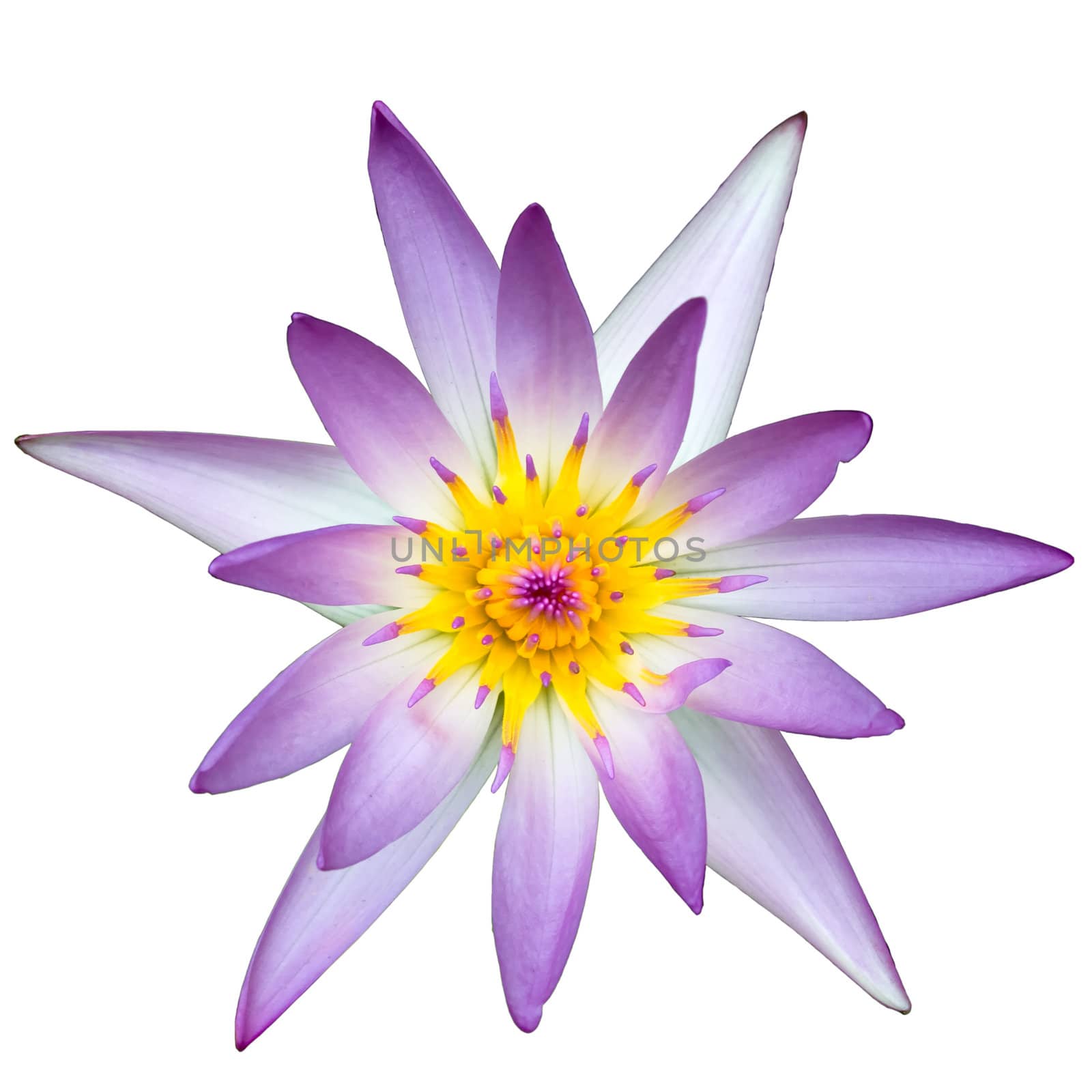 Pink white and yellow lotus