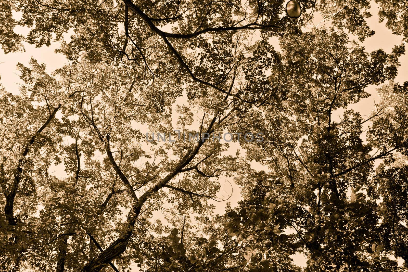 Interconnected trees forming a beautiful background pattern