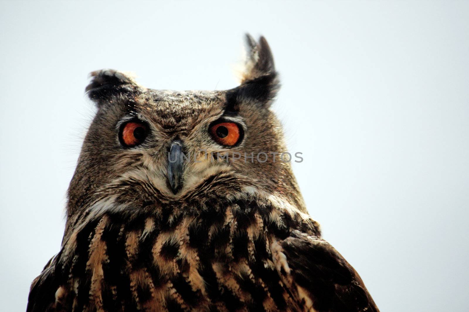 Close up view of the head of a rock-eagle owl.