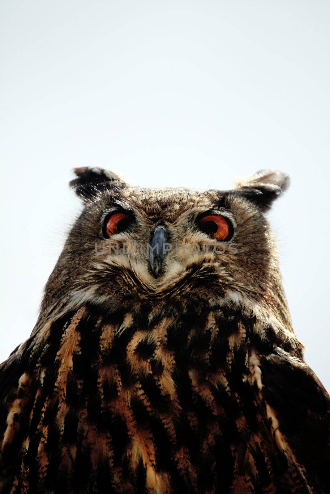 Close up view of the Rock Eagle-Owl from below.