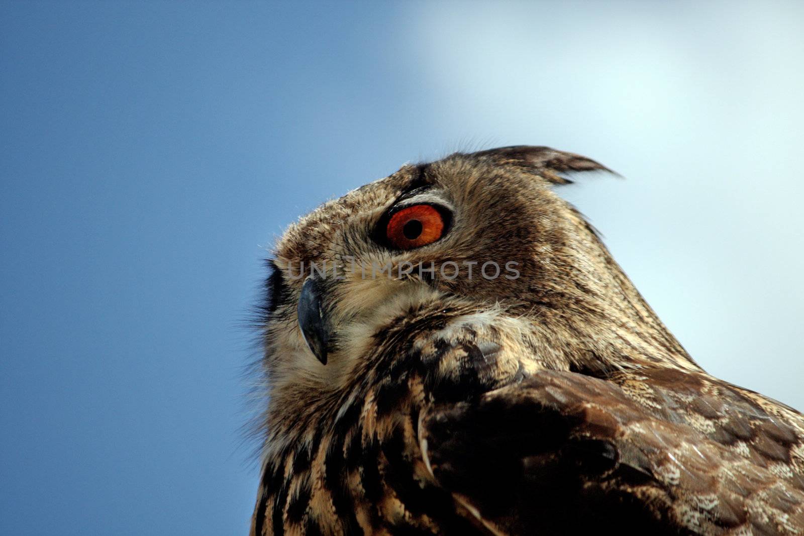 Close up view of the rock eagle-owl on a post.