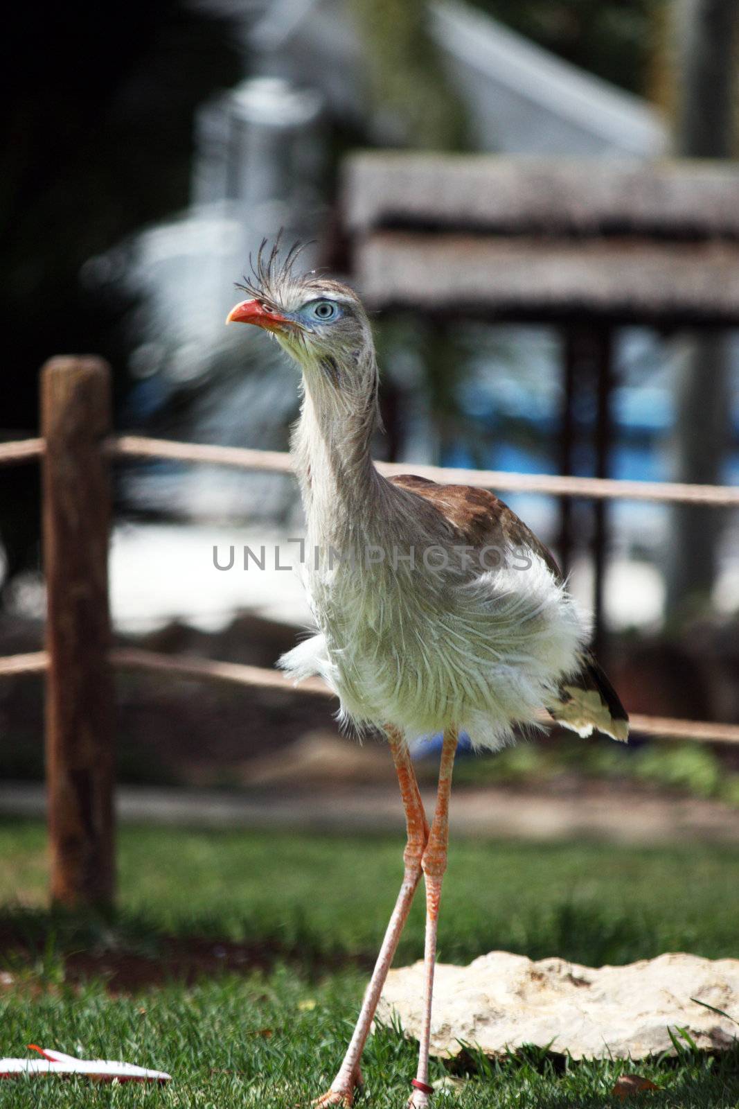 Red-Legged Seriema by membio