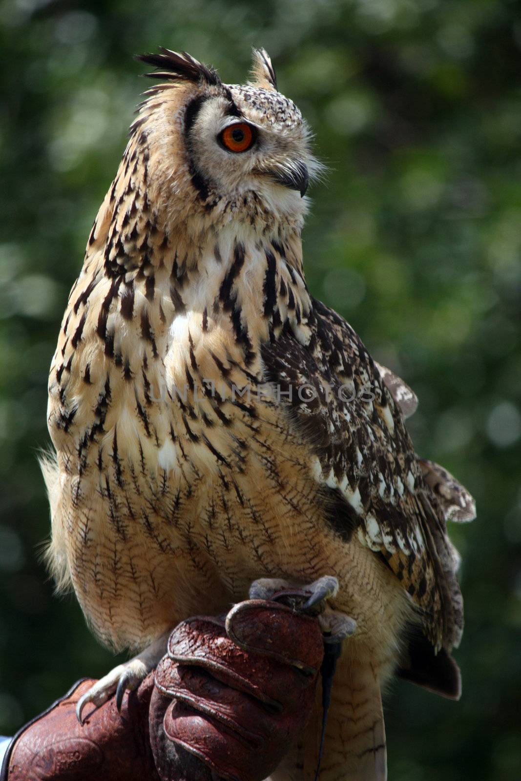 Close up view of rock eagle-owl on a trainer's glove.