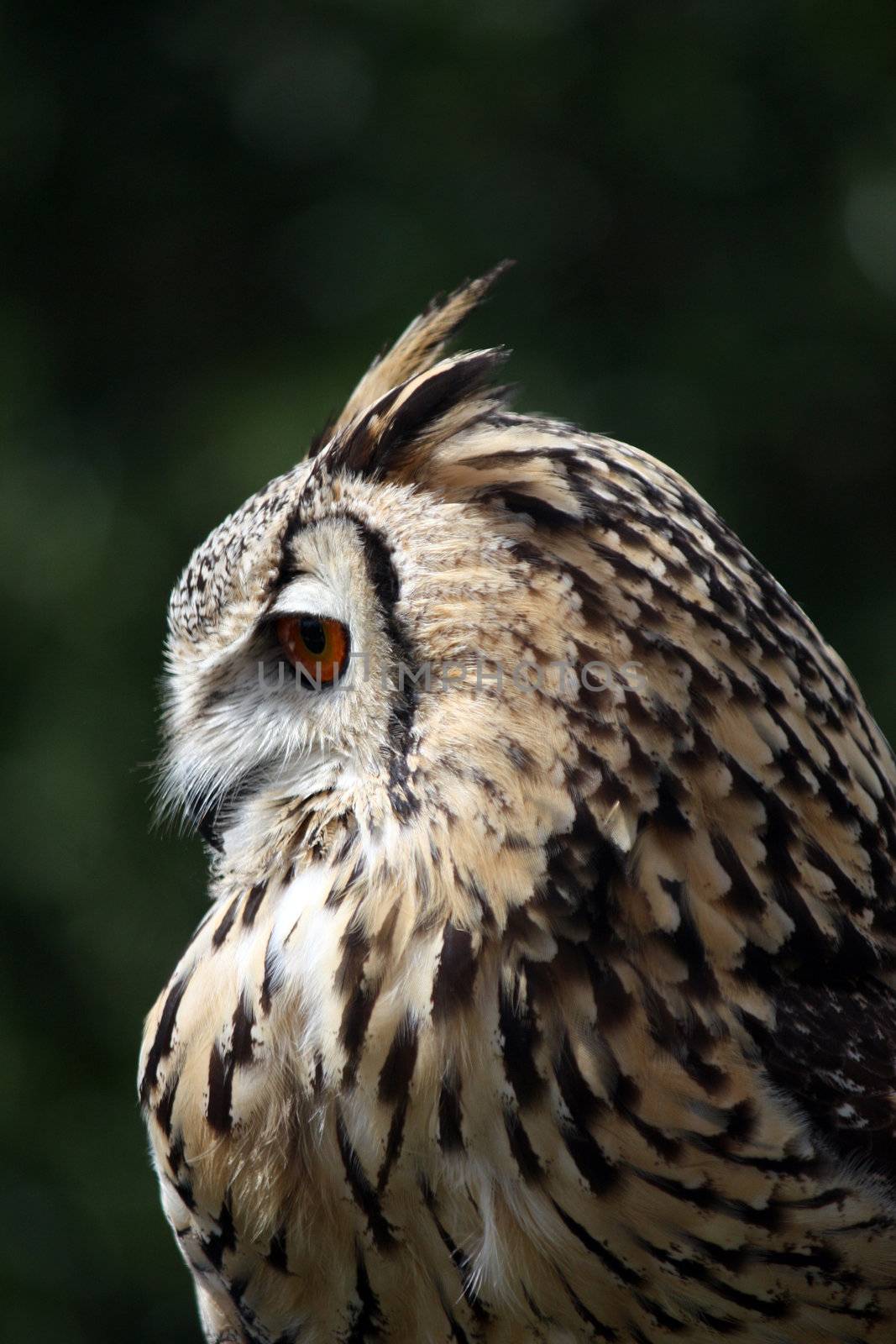 Horned owl by membio