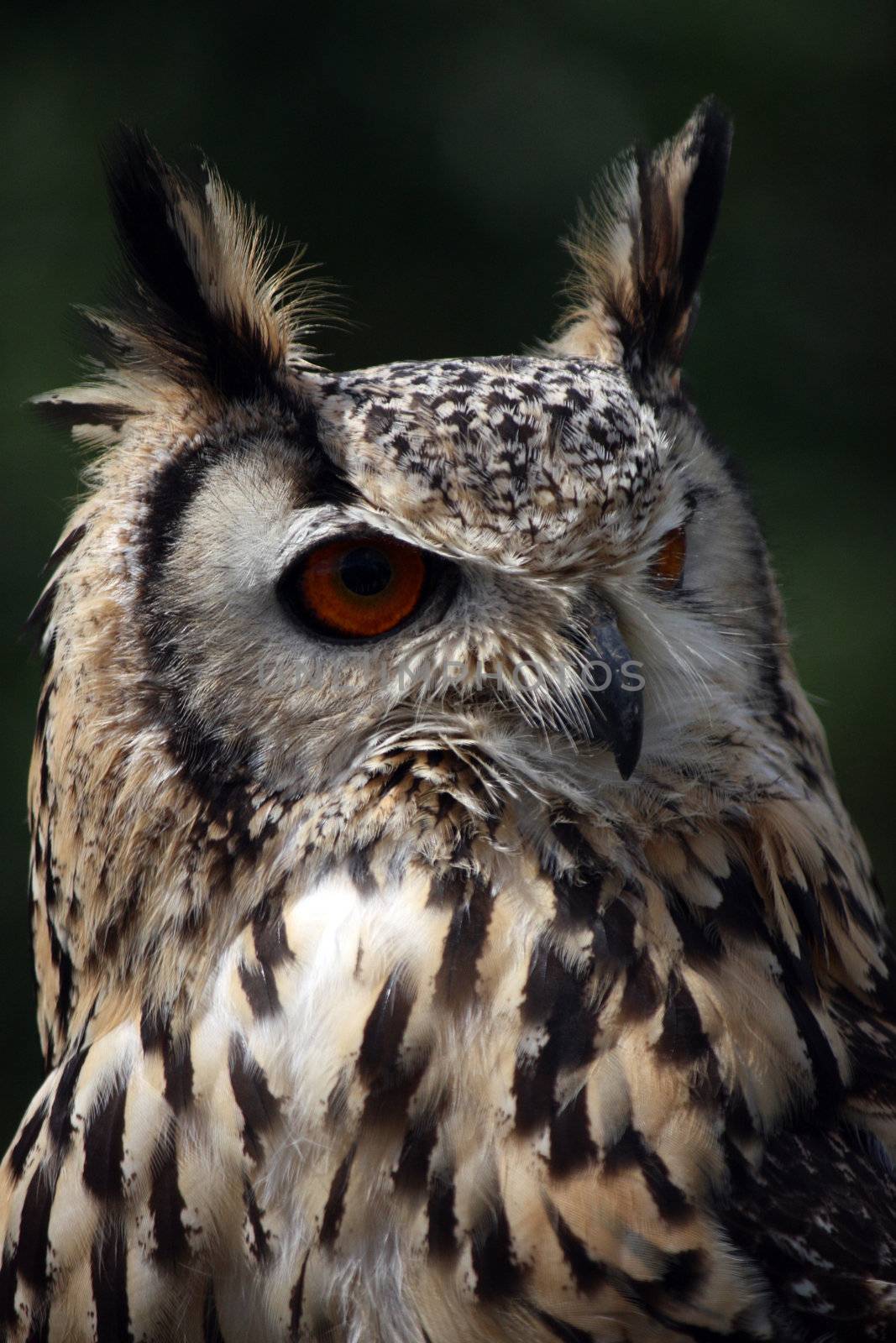 Close up view of the rock eagle-owls head.