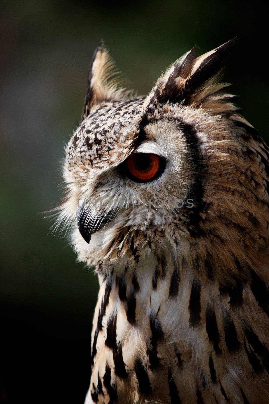 Close up view of rock eagle-owl on profile.