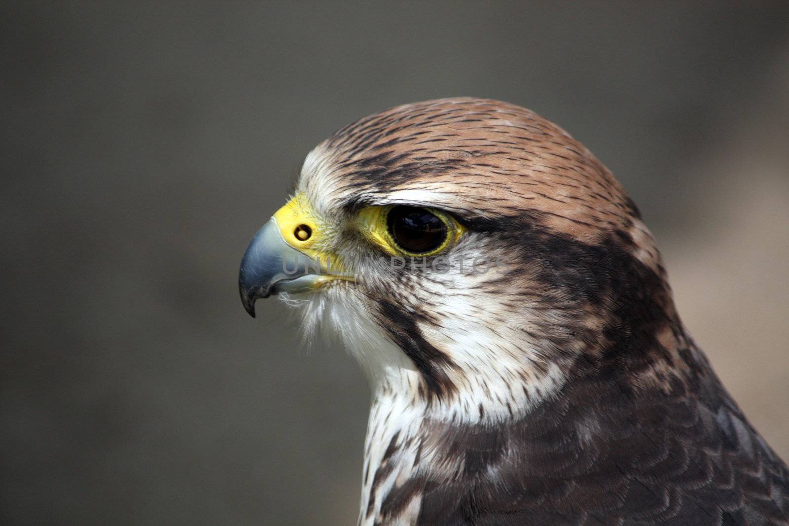 Closeup view of the head of a saker falcon.