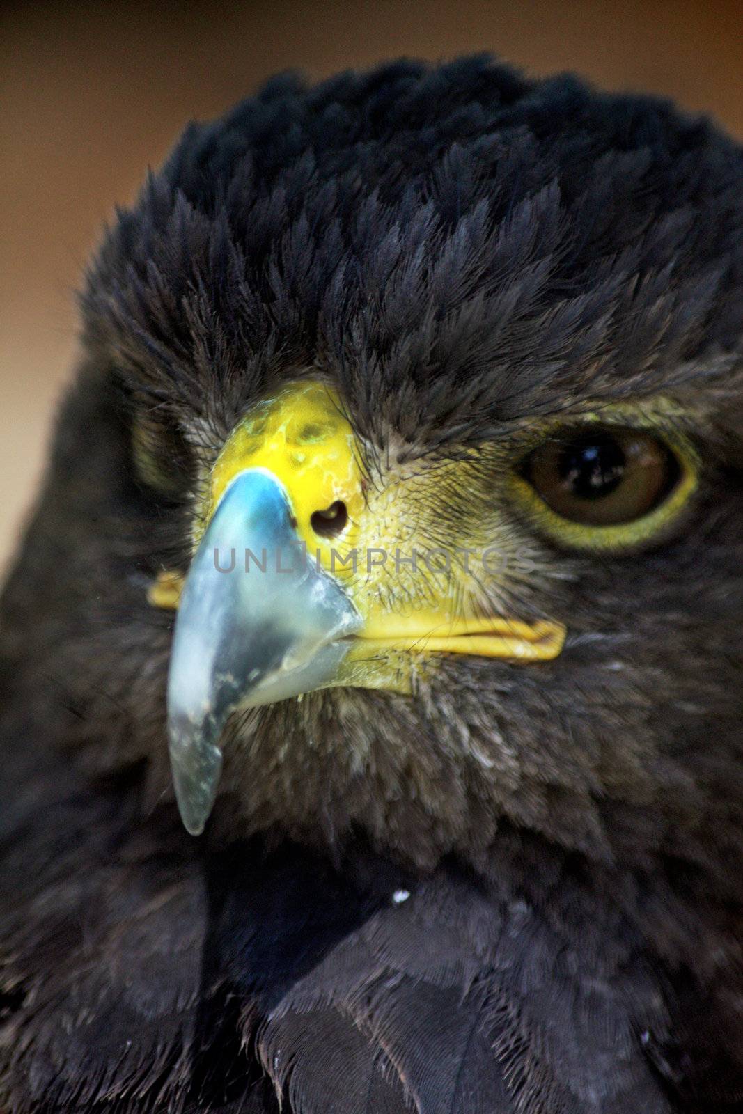 Close up view of the head of a golden-eagle.
