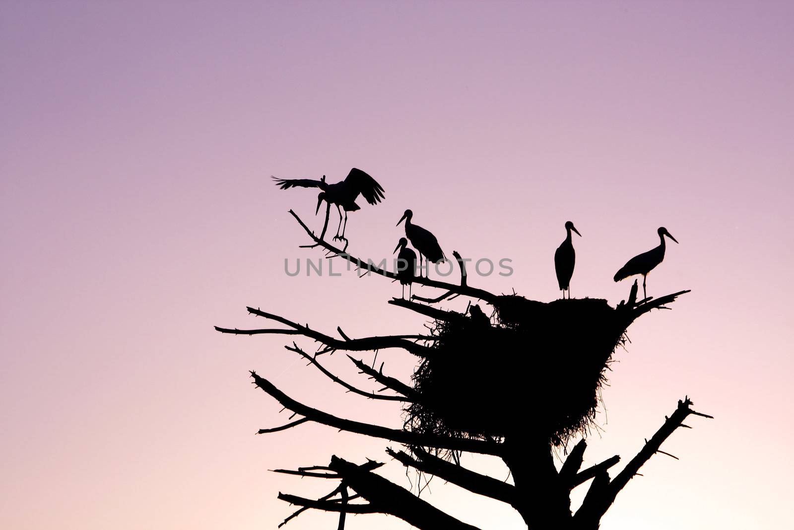 Bunch of stork birds silhouettes on a dead tree with nest at sunset.