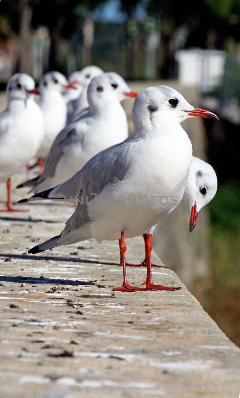 Flock of seagulls on the ledge of a wall appreciating the view.