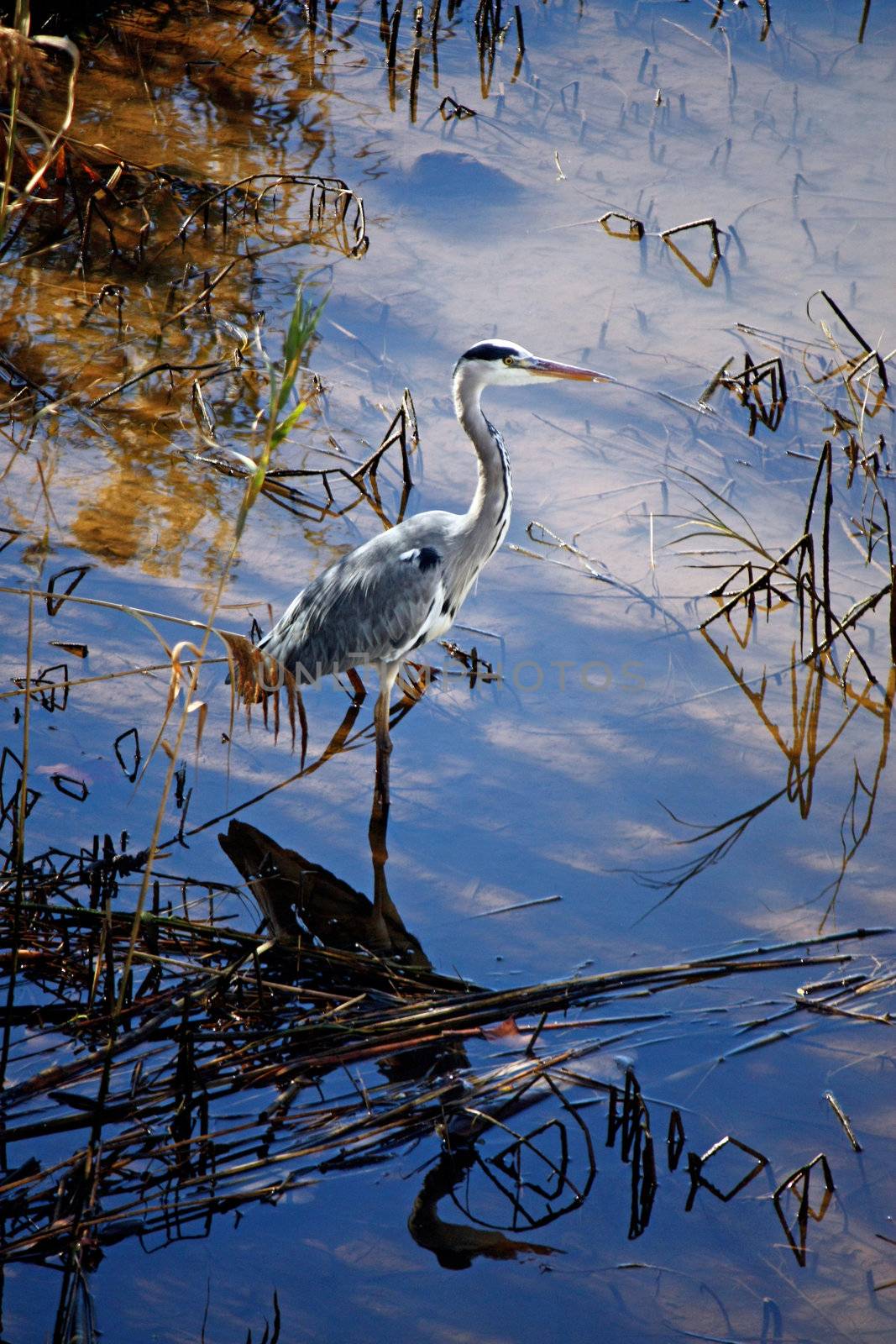 View of a European Grey Heron on the swamps surrounded by dry vegetation.