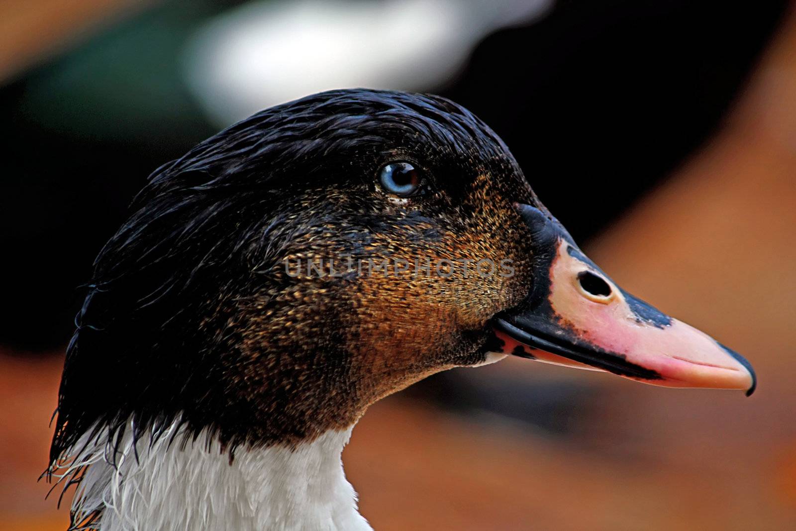 Closeup side profile of the head of a domestic duck.