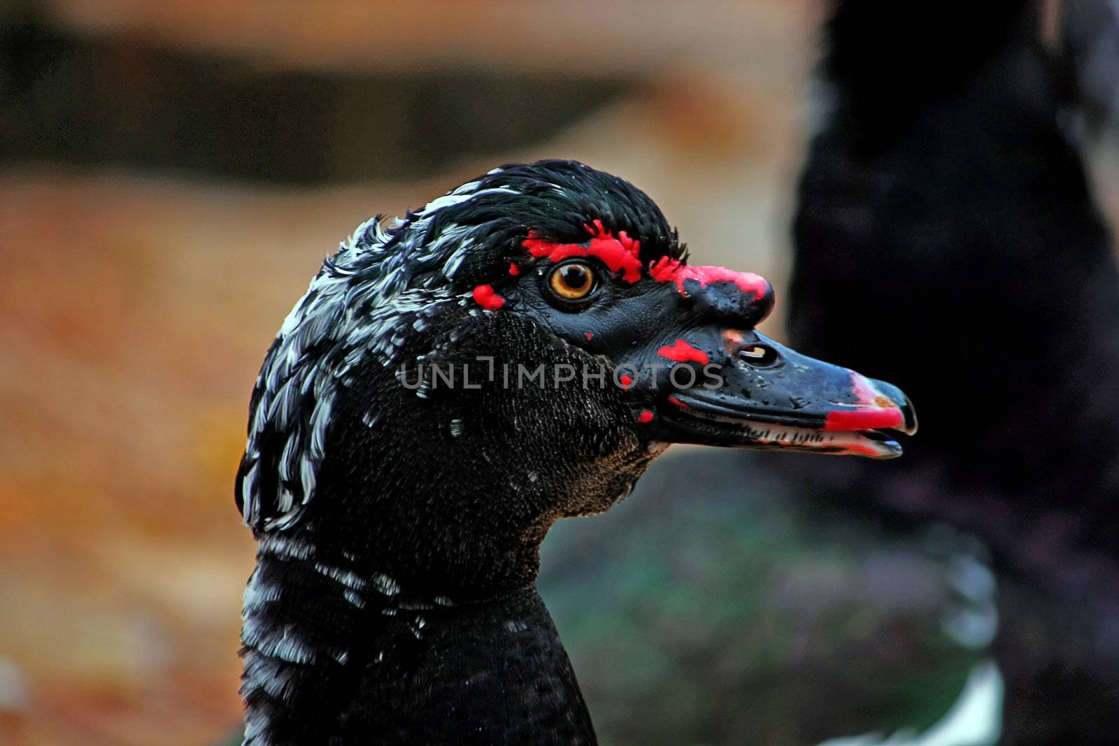 Closeup of the side profile  of a head of a muscovy black duck.