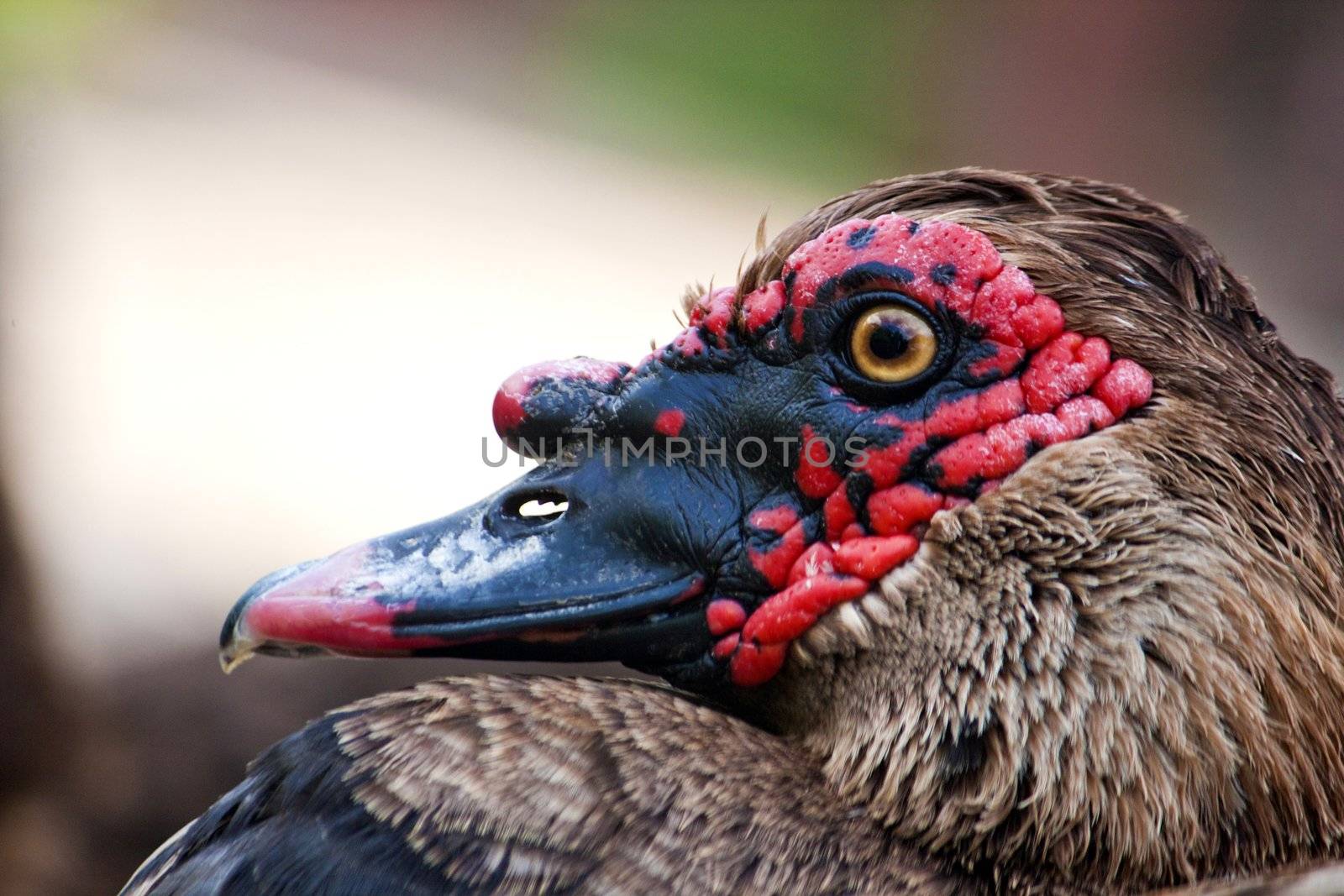 Close view of the head of a duck.